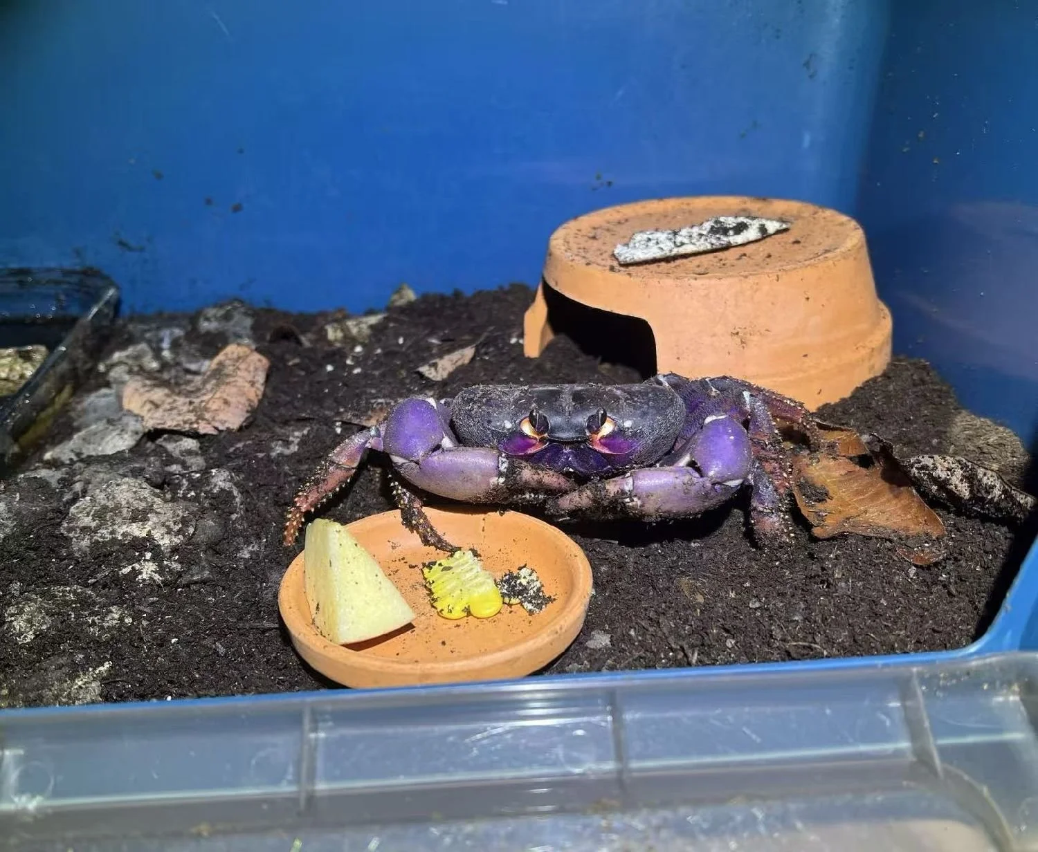 JOHNGARTHIA WEILERI CARE GUIDE – ROYAL NEBULA CRAB CARE — Indoor